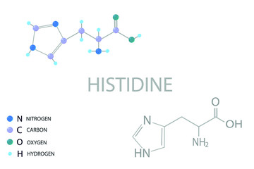 Histidine molecular skeletal 3D chemical formula.	