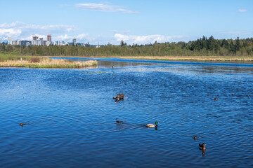 Burnaby Lake Regional Park. Burnaby, British Columbia, Canada.