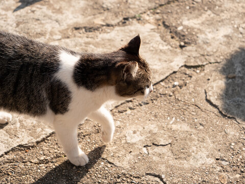 ぶち猫 Images Browse 265 Stock Photos Vectors And Video Adobe Stock