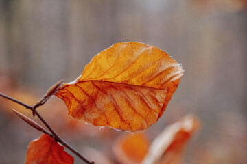 autumn leaves on the ground