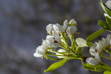 Pear blossom and spring season. Pear tree in bloom. Blurred background. Pear blossom in early spring