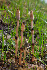 Equisetum arvense, the field horsetail or common horsetail, is an herbaceous perennial plant of the family Equisetaceae. Horsetail plant Equisetum arvense