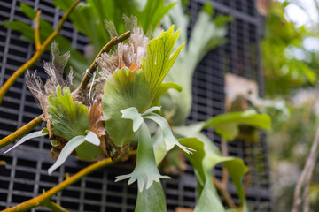 Green leaves of platycerium superbum grow on big tree