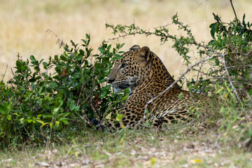 Panthera Paradus Kotiya (Sri Lanka Leopard), posing for the camera.