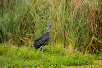 African Balaeniceps (Balaeniceps rex) is a large African bird from the order of the rocks, known especially because of its conspicuously shaped beak.