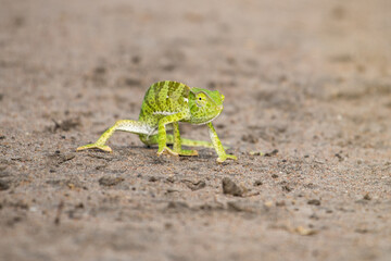 Wild and funny chameleon walking on the sand ground with blurred green trees in the background. Animal like a model front the camera looking to the camera. Green small animal.