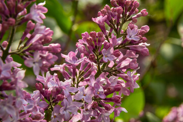 Fototapeta premium Branch of lilac flowers with green leaves, floral natural seasonal hipster background