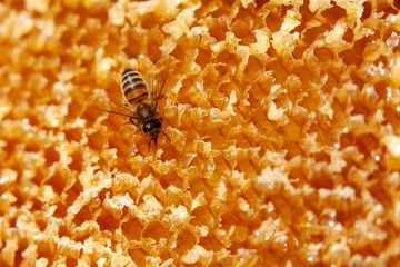Fotobehang Apiculture - Abeille mellifère léchant du miel sur un cadre de hausse après la récolte © Olivier-Tuffé