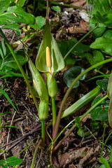Arum maculatum in habitat. Aka snakeshead, adder's root, wild arum, arum lily, lords-and-ladies, devils and angels, cows and bulls, cuckoo-pint, Adam and Eve, bobbins and jack in the pulpit