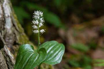 Snakeberry flwer. Scientific name Maianthemum dilatatum. In the spring forest, in the natural environment