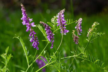 Fragile purple flowers background. Woolly or Fodder Vetch, Vicia villos, blossom in spring garden