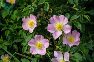 Dog rose, Rosa canina, climbing wild rose blooming in a park, close up with selective focus