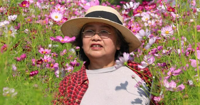 Beautiful senior asian woman wearing plaid shirt and hat walking relax in her cosmos flower garden, Owner of flower garden business concept, footage 4k video slow motion

