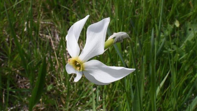 daff, narcissus, polyanthus, daffodil, Narcissus poëticus,