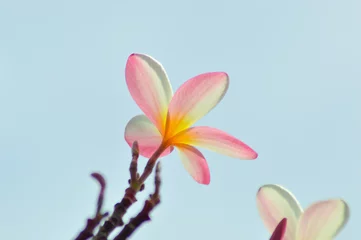 Keuken spatwand met foto Low Angle View Pink Yellow White Blooming Frangipani Or Plumeria Rubra Flower On Bright Sky © agratitudesign