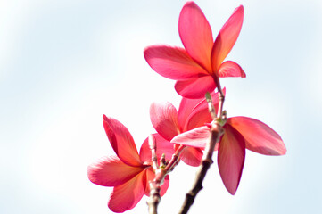Low Angle View Red And Yellow Fresh Blooming Frangipani Or Plumeria Rubra Flowers On White Background