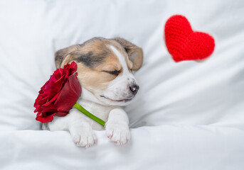Dreaming Beagle puppy holds a red rose  under warm blanket on a bed at home. Top down view....