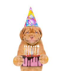 Smiling puppy wearing party cap holds birthday cake with many burning candles. isolated on white background