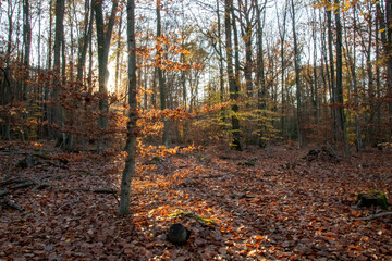 autumn forest in the morning