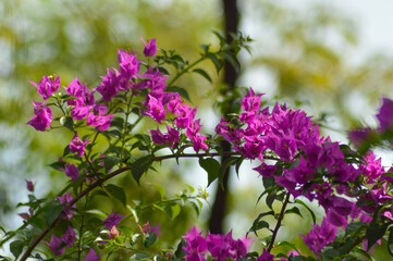 Fototapeta premium Beautiful Purple Flowers Of Bougainvillea Blossoms In The Garden