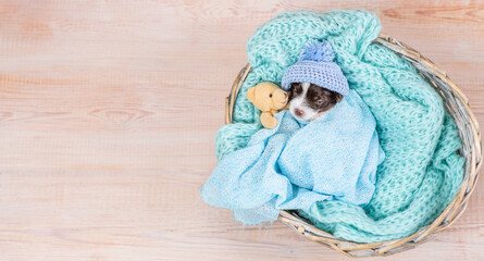 Cozy newborn Biewer Yorkie  puppy wearing warm hat sleeps under a warm blanket with a toy teddy...