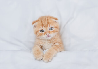 Fototapeta na wymiar Cute ginger tabby fold kitten looks from under white warm blanket. Top down view