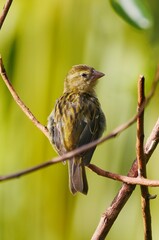 Cute yellow bird perching in front of green yellow background