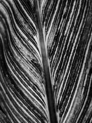 Obraz premium palm tree bark