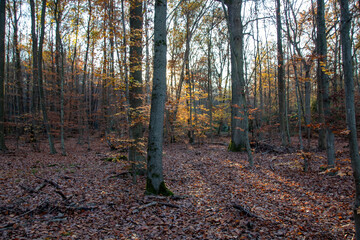 autumn forest in the morning