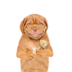 Smiling cute Mastiff puppy hugs favorite toy bear.  isolated on white background