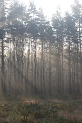 Sunrays in the european autumn forest