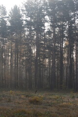 Sunrays in the european autumn forest
