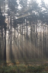 Sunrays in the european autumn forest