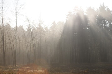 Fototapeta na wymiar Sunrays in the misty morning forest