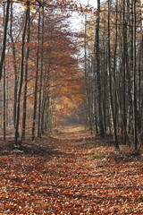 Autumn foliage moody shot in sunny day