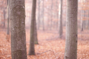 Sunrays in the european autumn forest