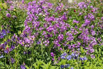Obraz na płótnie Canvas Glade with delicate flowers in shades of lilac and violet. Natural floral background for postcard or presentation. Selective focus.