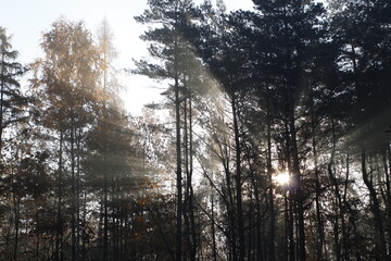 Autumn in the forest, hazy day