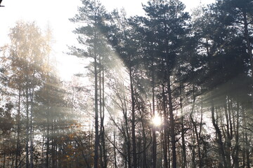 Fototapeta na wymiar Autumn in the forest, hazy day