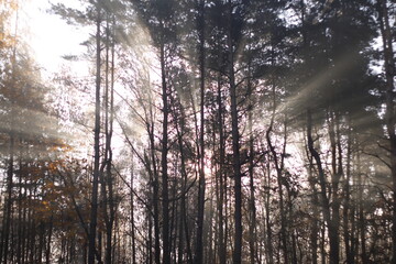 Fototapeta na wymiar Autumn in the forest, hazy day