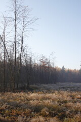 Obraz na płótnie Canvas Autumn in the forest, hazy day