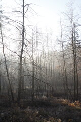 Sunshine flares in the Autumn forest