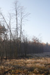 Sunshine flares in the Autumn forest