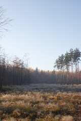 Sunshine flares in the Autumn forest