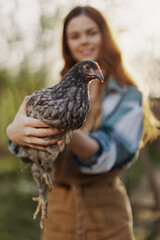 A happy young woman smiles as she looks into the camera and holds a young chicken that lays eggs for her farm in the sunlight. The concept of caring and healthy poultry