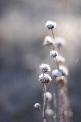 Frozen plants in winter landscape, macro shot