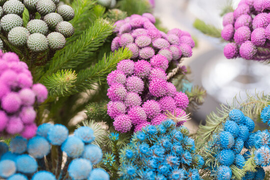 Colored scaly pompom flowers and green leaves，Brunia albiflora 

