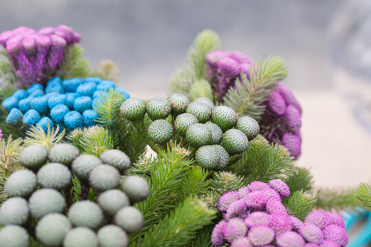 Colored scaly pompom flowers and green leaves，Brunia albiflora 
