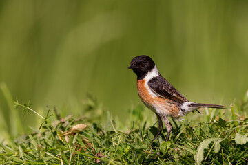 Fototapeta premium European stonechat (Saxicola rubicola) sitting at the bank of a pond in spring.