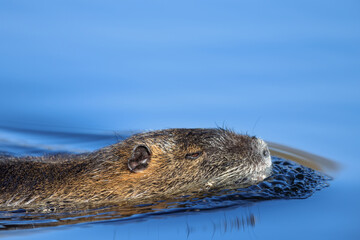 Nutria (Myocastor coypus) swimming on a lake in the nature protection area Mönchbruch near Frankfurt, Germany.